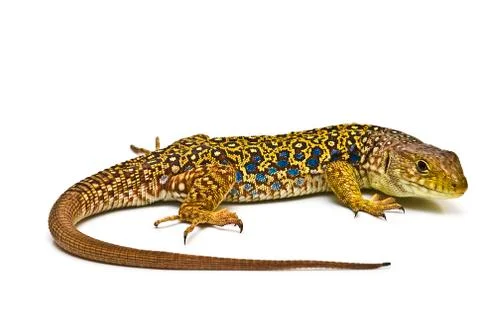 Lizard. Stock Photos