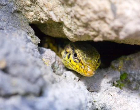 Lizard Stock Photos