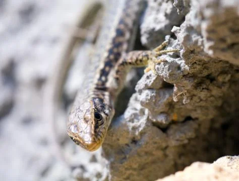 Lizard Stock Photos