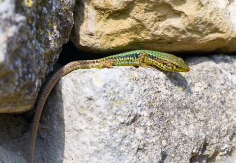 Lizard Stock Photos