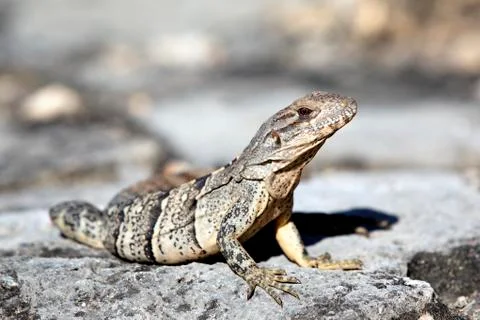 Lizard Stock Photos