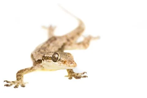 Lizard Stock Photos