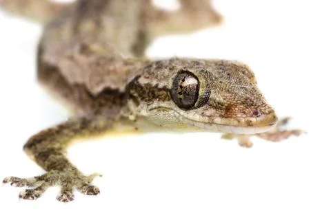 Lizard Stock Photos