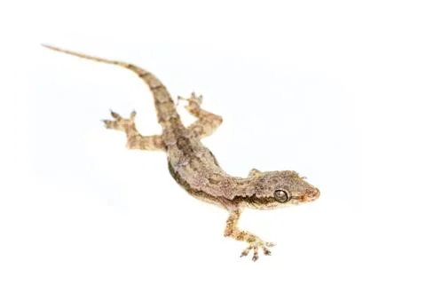Lizard Stock Photos