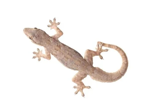 Lizard Stock Photos