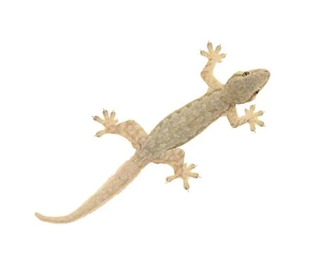 Lizard Stock Photos