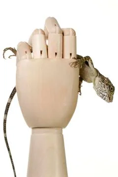 Lizard Stock Photos