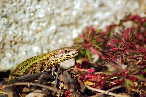Lizard Stock Photos