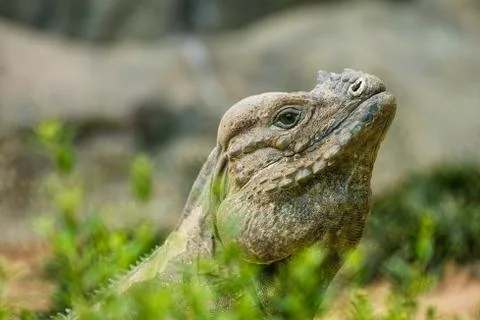 Lizard Stock Photos