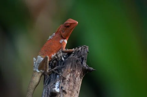 Lizard Stock Photos