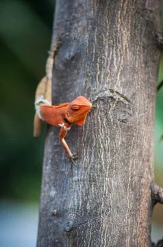 Lizard Stock Photos