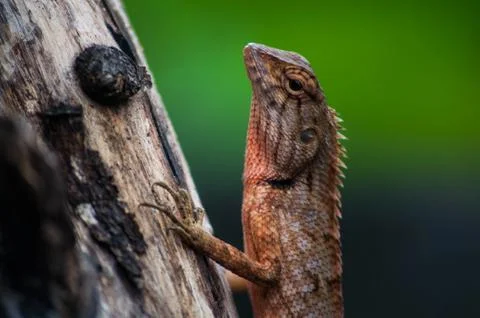 Lizard Stock Photos