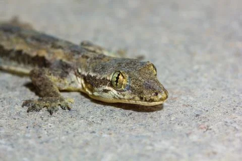 Lizard Stock Photos