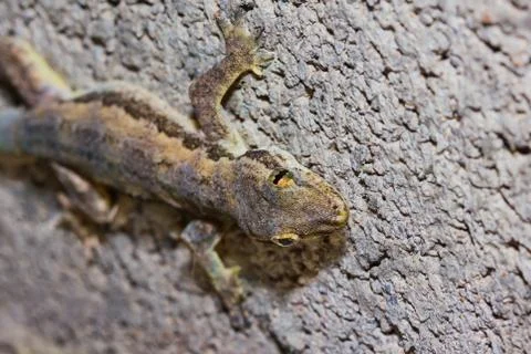 Lizard Stock Photos