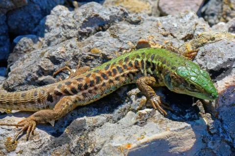 Lizard Stock Photos