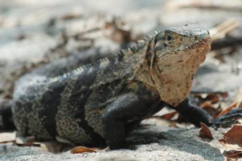Lizard 写真素材