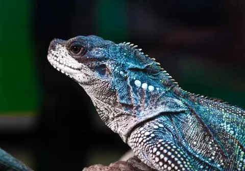 Lizard Stock Photos