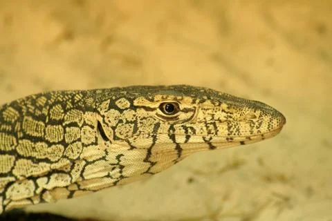 Lizard Stock Photos