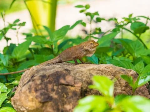 Lizard Stock Photos