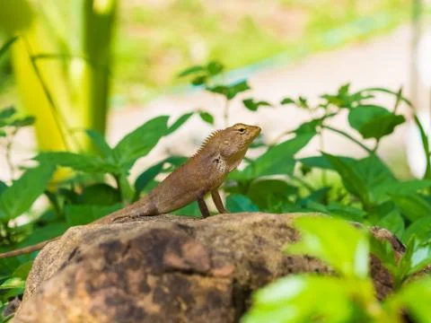 Lizard Stock Photos