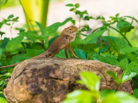 Lizard Stock Photos