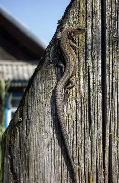 Lizard Stock Photos