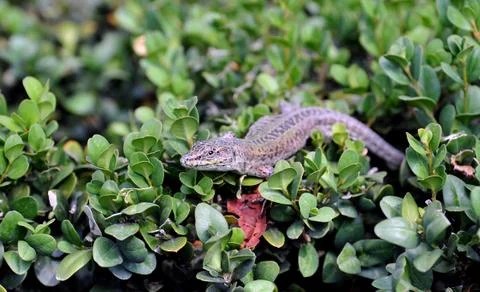 Lizard Stock Photos
