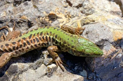 Lizard Stock Photos