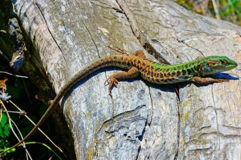 Lizard Stock Photos
