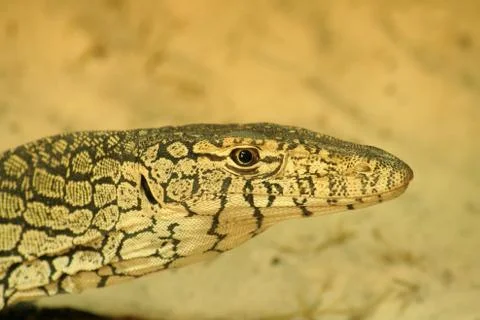 Lizard Stock Photos
