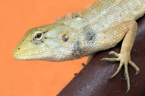 Lizard Stock Photos
