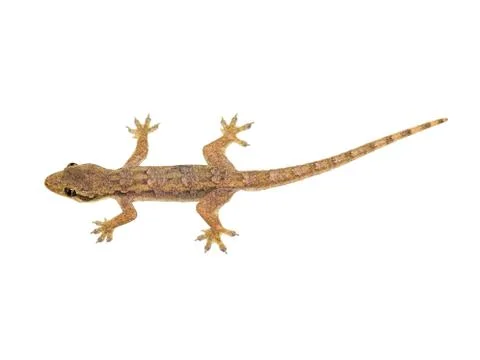 Lizard Stock Photos