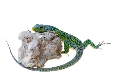 Lizard Stock Photos