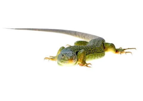 Lizard Stock Photos