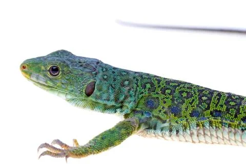 Lizard 스톡 사진