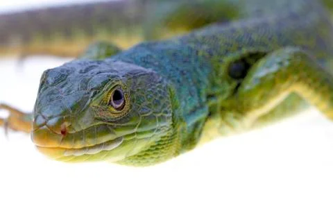 Lizard Stock Photos