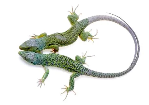 Lizard Stock Photos