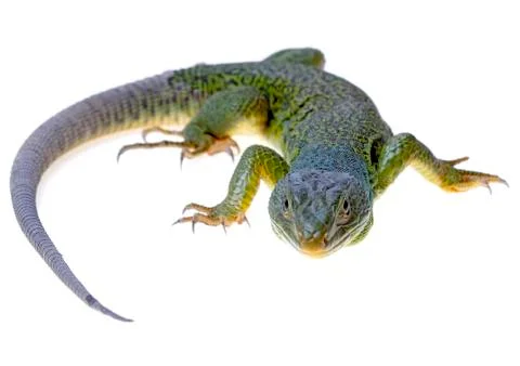 Lizard Stock Photos
