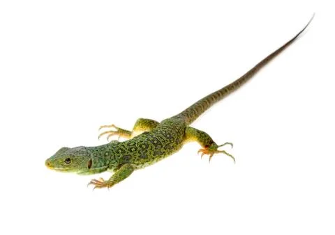 Lizard Stock Photos