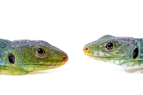 Lizard Stock Photos