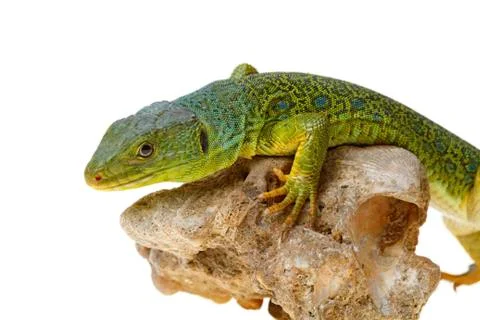 Lizard Stock Photos
