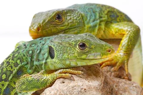 Lizard Stock Photos