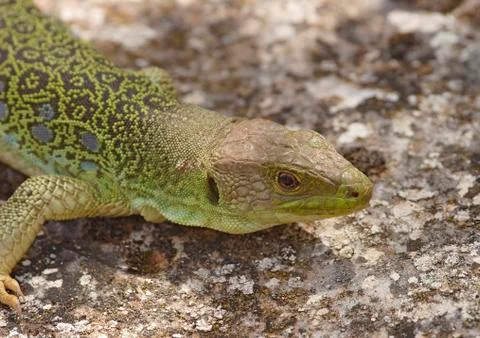 Lizard Stock Photos