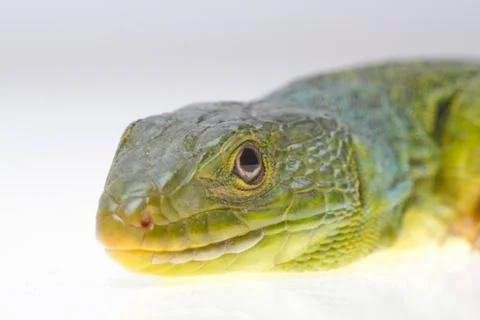 Lizard 스톡 사진