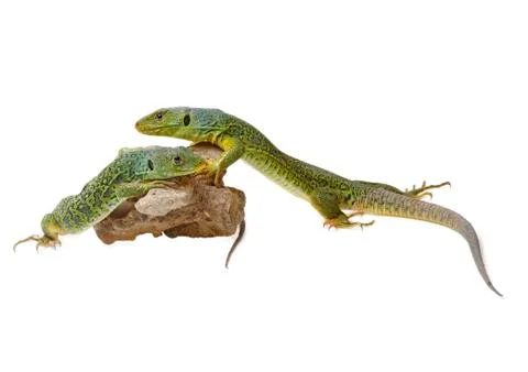 Lizard 스톡 사진