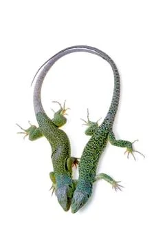 Lizard Stock Photos