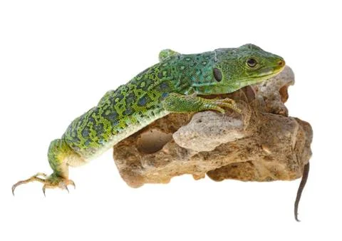 Lizard Stock Photos