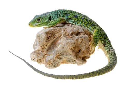 Lizard Stock Photos