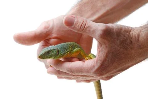 Lizard Stock Photos
