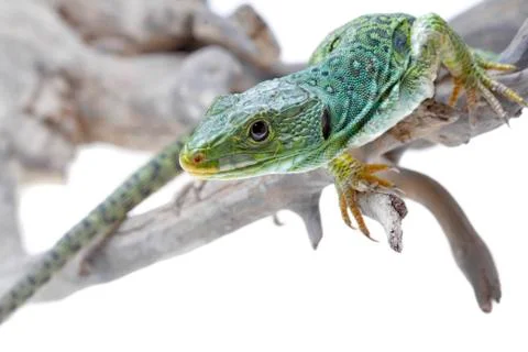 Lizard Stock Photos